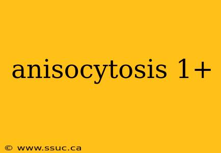 anisocytosis 1+