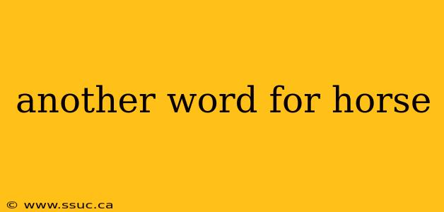 another word for horse