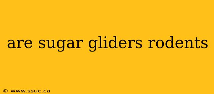 are sugar gliders rodents