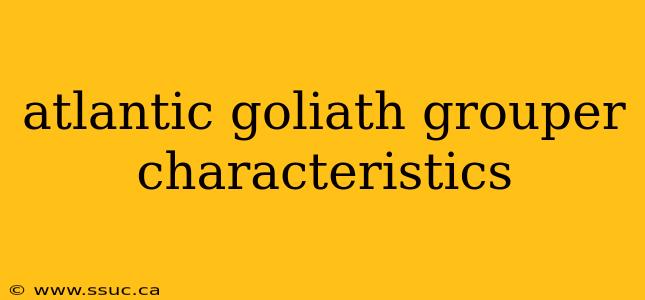 atlantic goliath grouper characteristics