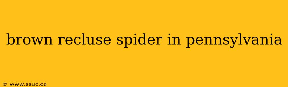 brown recluse spider in pennsylvania