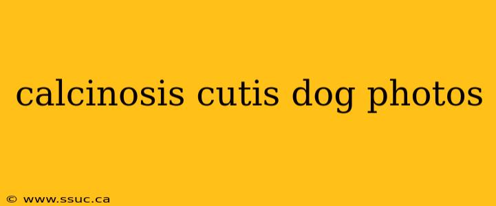calcinosis cutis dog photos