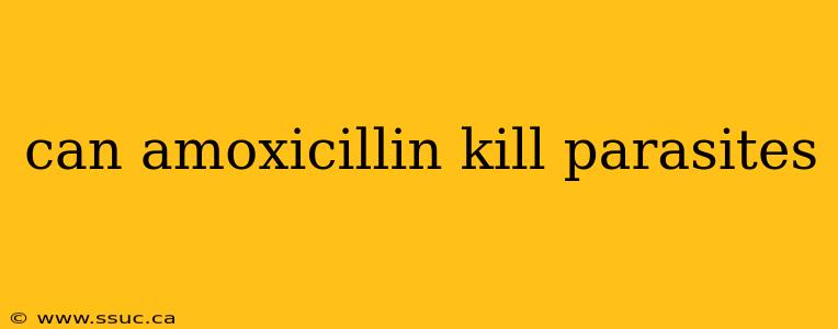 can amoxicillin kill parasites
