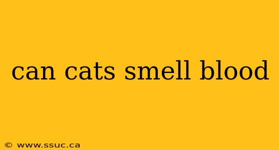 can cats smell blood