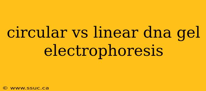 circular vs linear dna gel electrophoresis