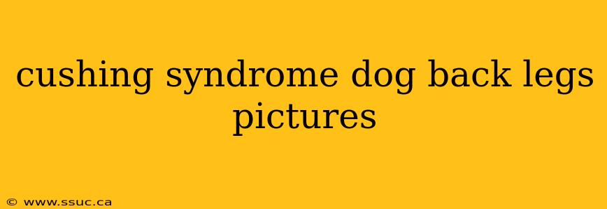 cushing syndrome dog back legs pictures