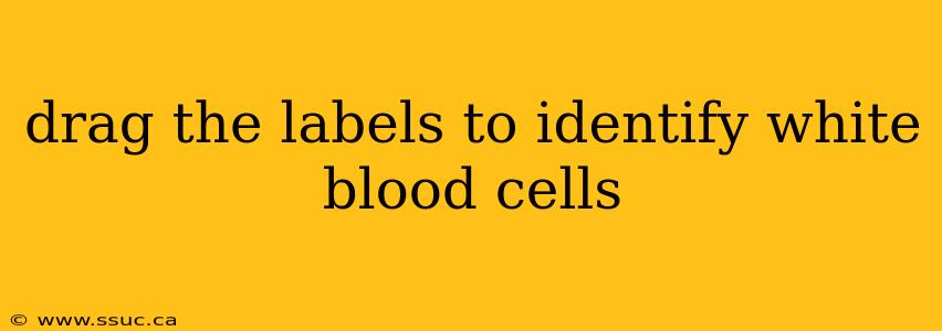 drag the labels to identify white blood cells