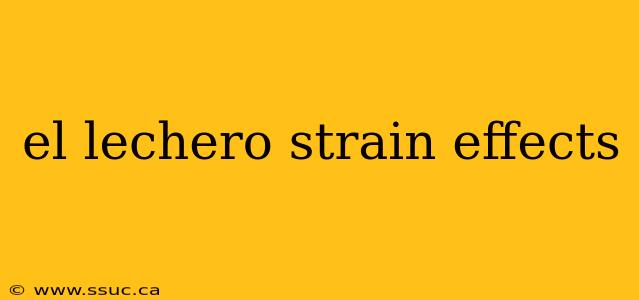 el lechero strain effects
