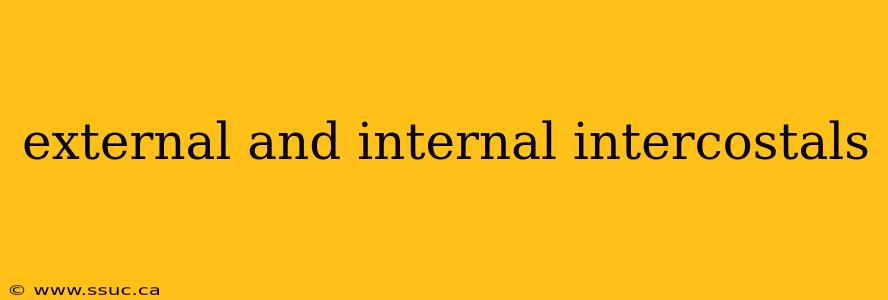 external and internal intercostals