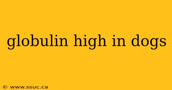 globulin high in dogs