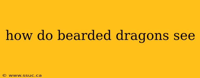 how do bearded dragons see