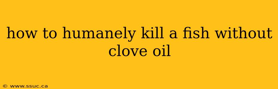 how to humanely kill a fish without clove oil