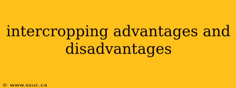 intercropping advantages and disadvantages