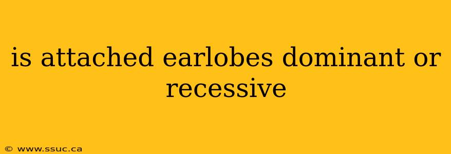 is attached earlobes dominant or recessive