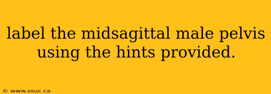 label the midsagittal male pelvis using the hints provided.