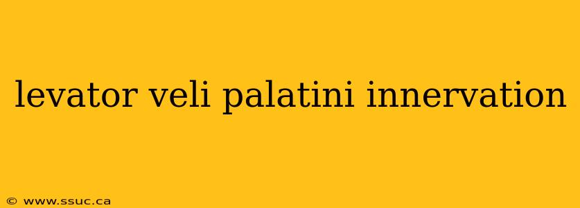 levator veli palatini innervation