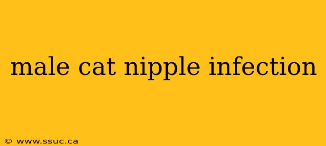 male cat nipple infection