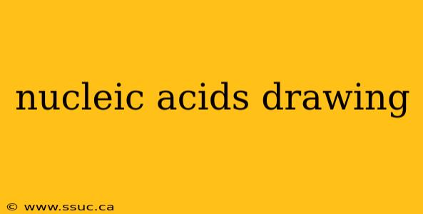 nucleic acids drawing