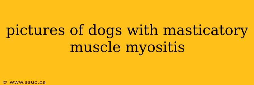 pictures of dogs with masticatory muscle myositis