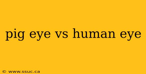pig eye vs human eye