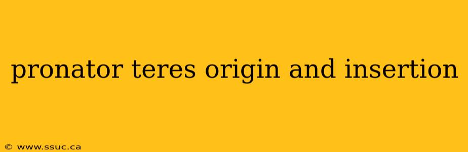 pronator teres origin and insertion