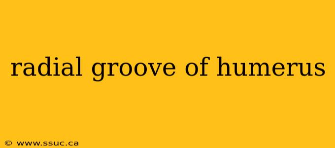 radial groove of humerus