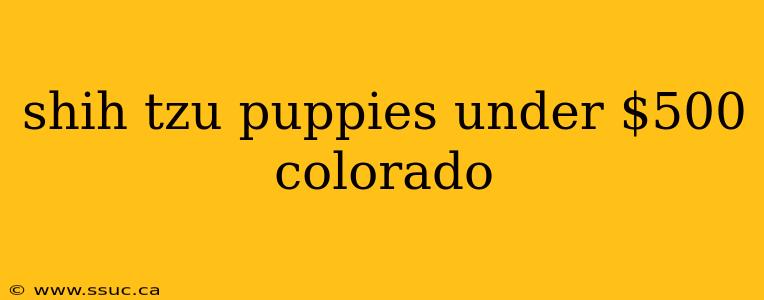 shih tzu puppies under $500 colorado