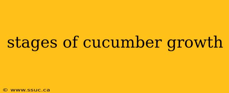 stages of cucumber growth