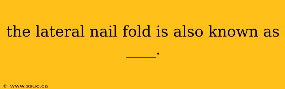 the lateral nail fold is also known as ____.