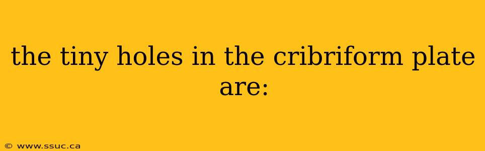 the tiny holes in the cribriform plate are: