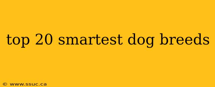 top 20 smartest dog breeds