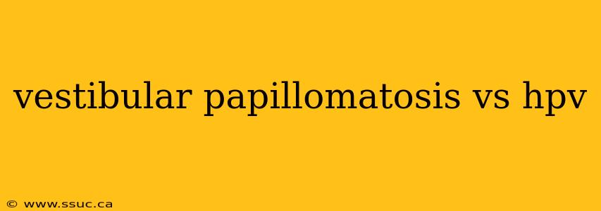 vestibular papillomatosis vs hpv