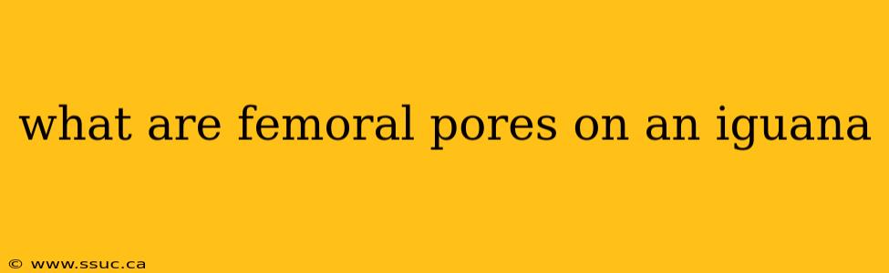 what are femoral pores on an iguana