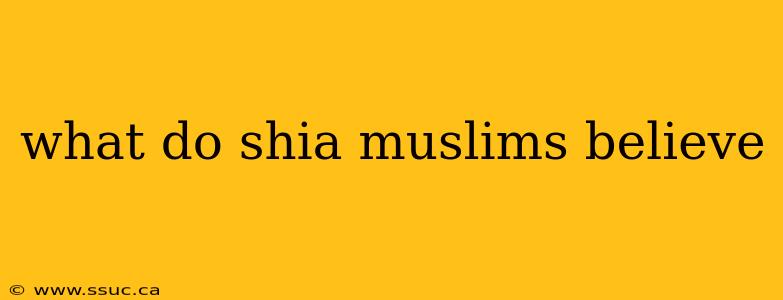 what do shia muslims believe