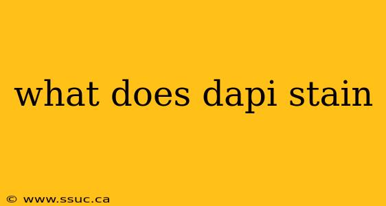what does dapi stain