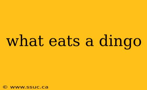 what eats a dingo