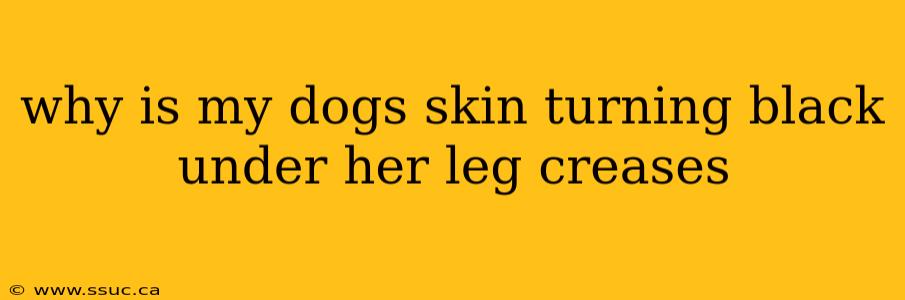 why is my dogs skin turning black under her leg creases